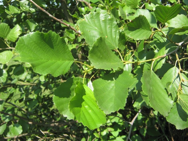 معرفی و راهنمای پرورش درختان زینتی - توسکای قشلاقی